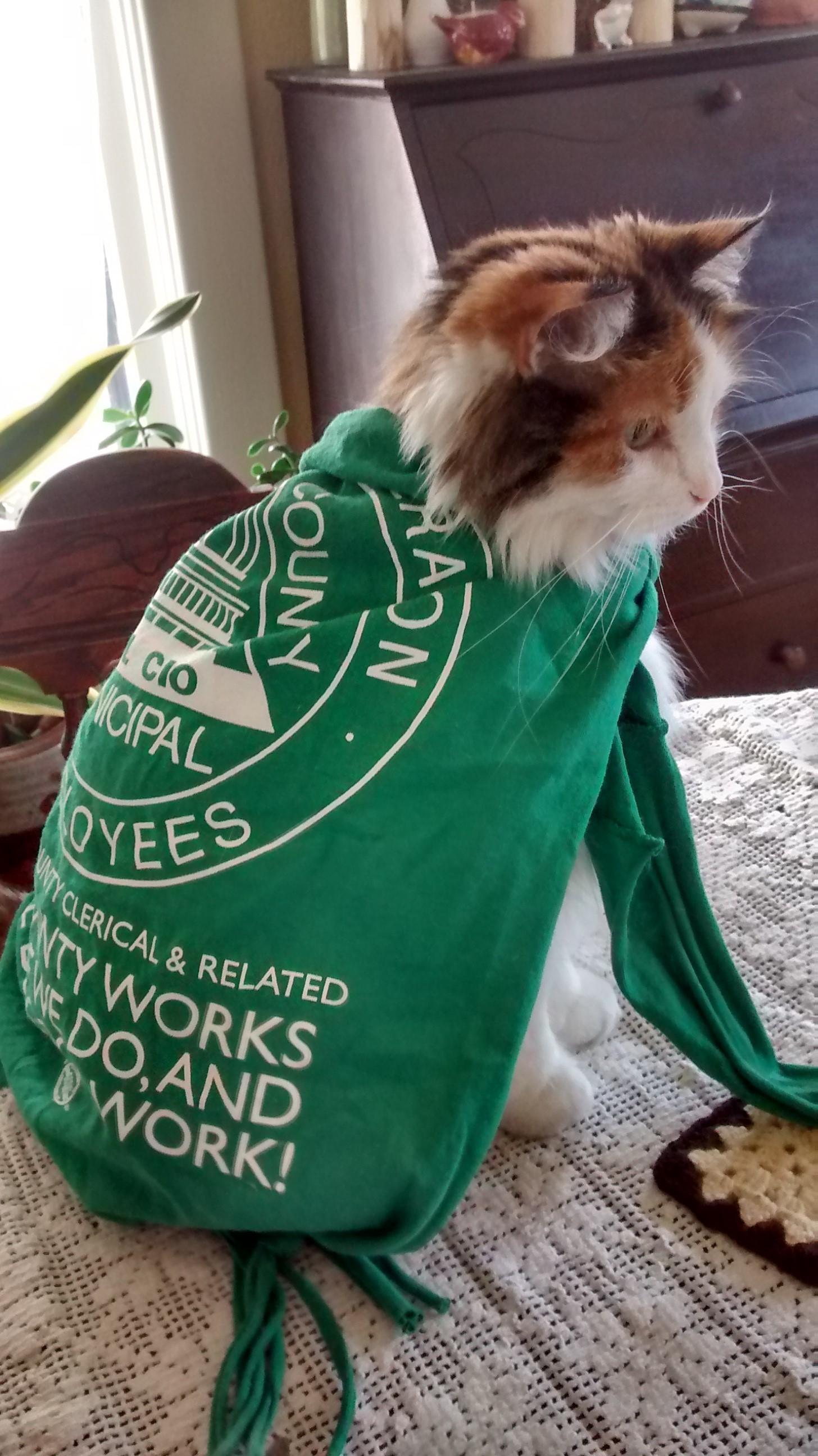 Lulu afscme cat